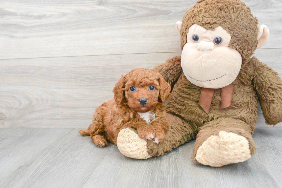 Poodle Pup Being Cute