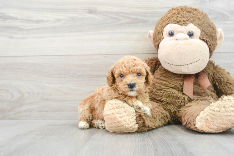 Funny Poodle Purebred Pup