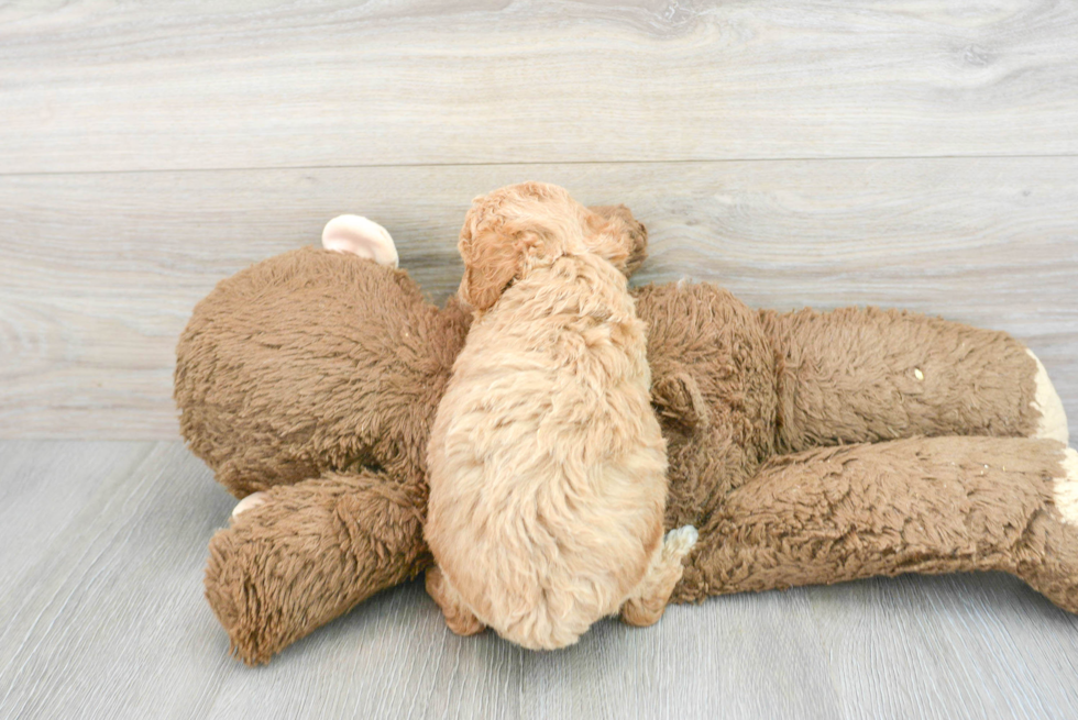 Popular Poodle Baby