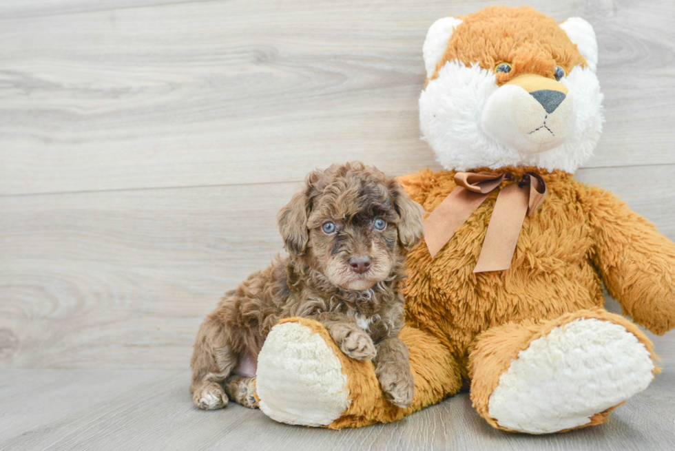 Playful Poodle Purebred Pup