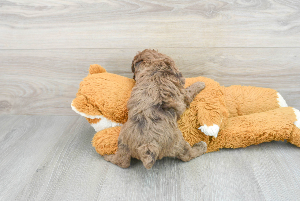 Friendly Poodle Purebred Pup