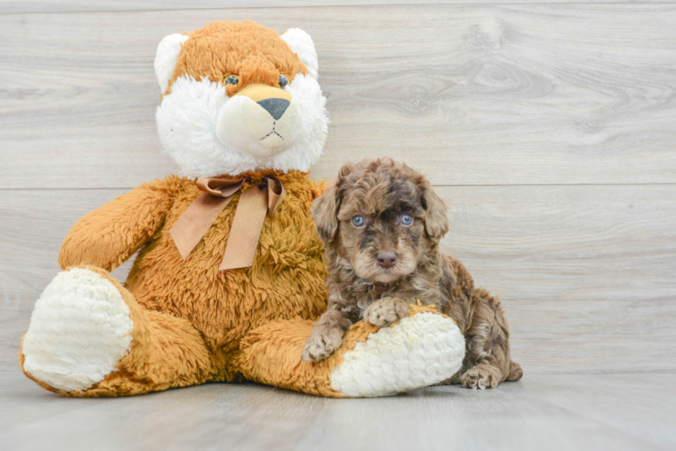 Happy Pudle Purebred Puppy