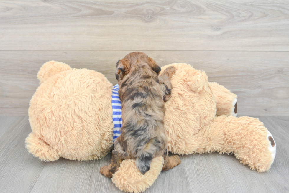 Poodle Pup Being Cute