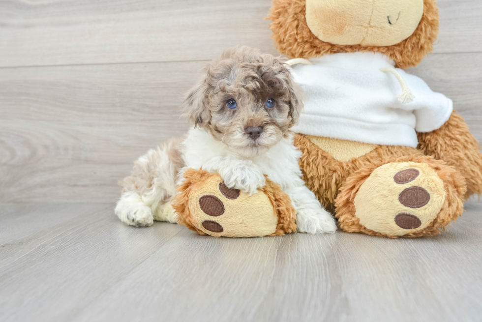 Playful Poodle Purebred Pup