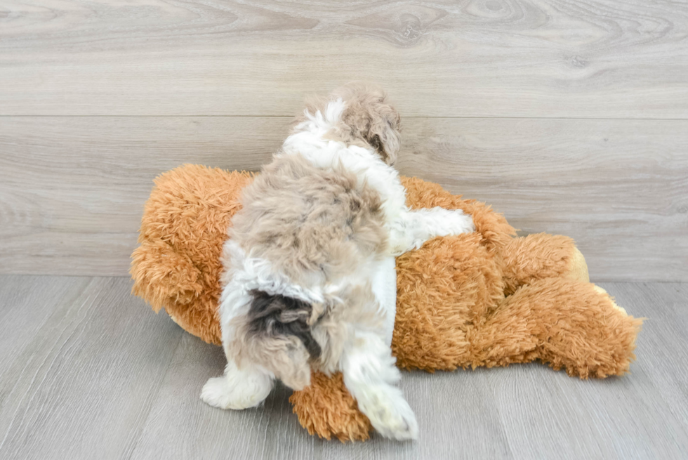 Funny Poodle Baby