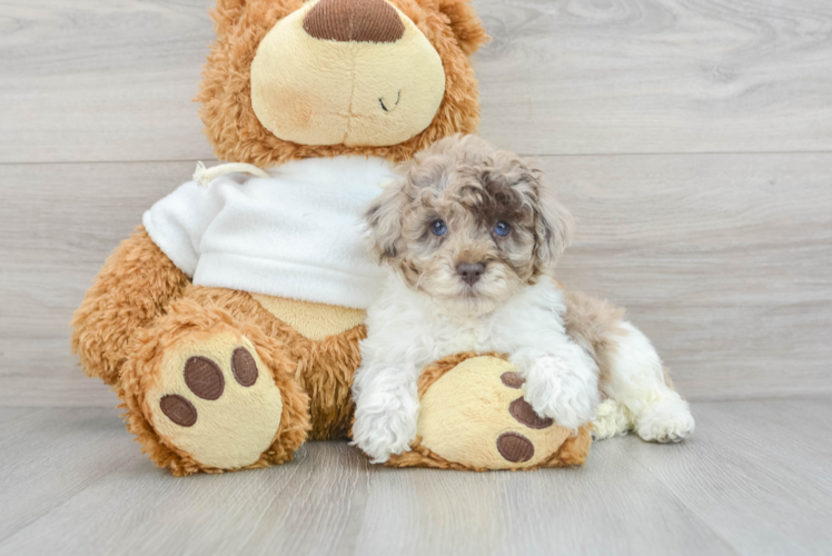 Hypoallergenic Poodle Purebred Pup