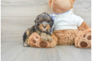 Playful Poodle Baby