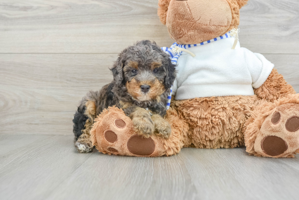 Playful Poodle Baby