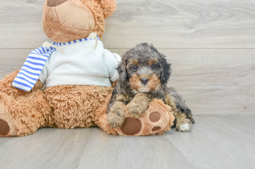 5 week old Poodle Puppy For Sale - Premier Pups