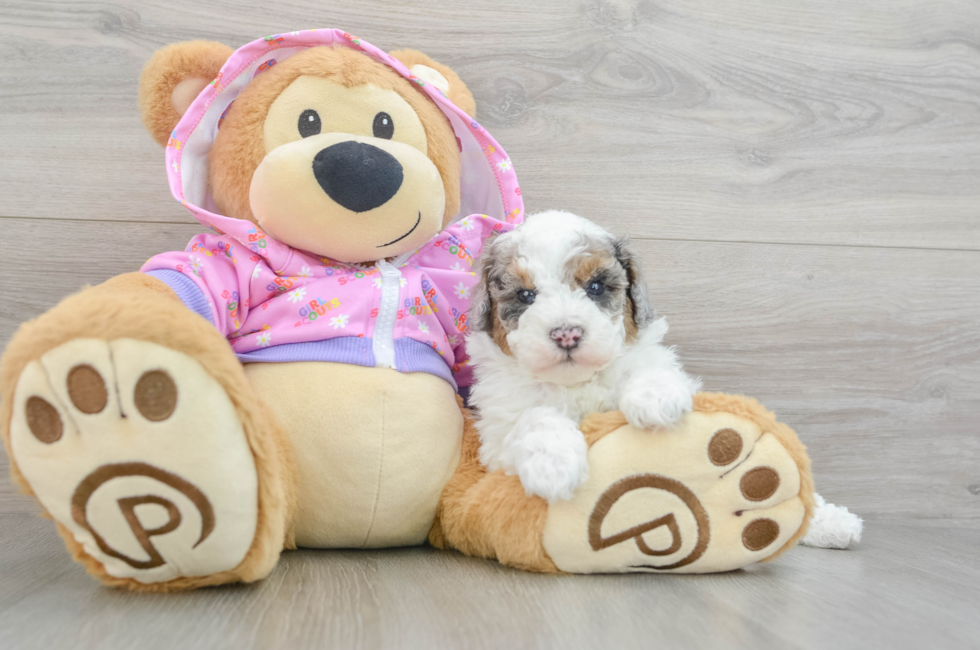 5 week old Poodle Puppy For Sale - Premier Pups