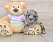 7 week old Poodle Puppy For Sale - Premier Pups