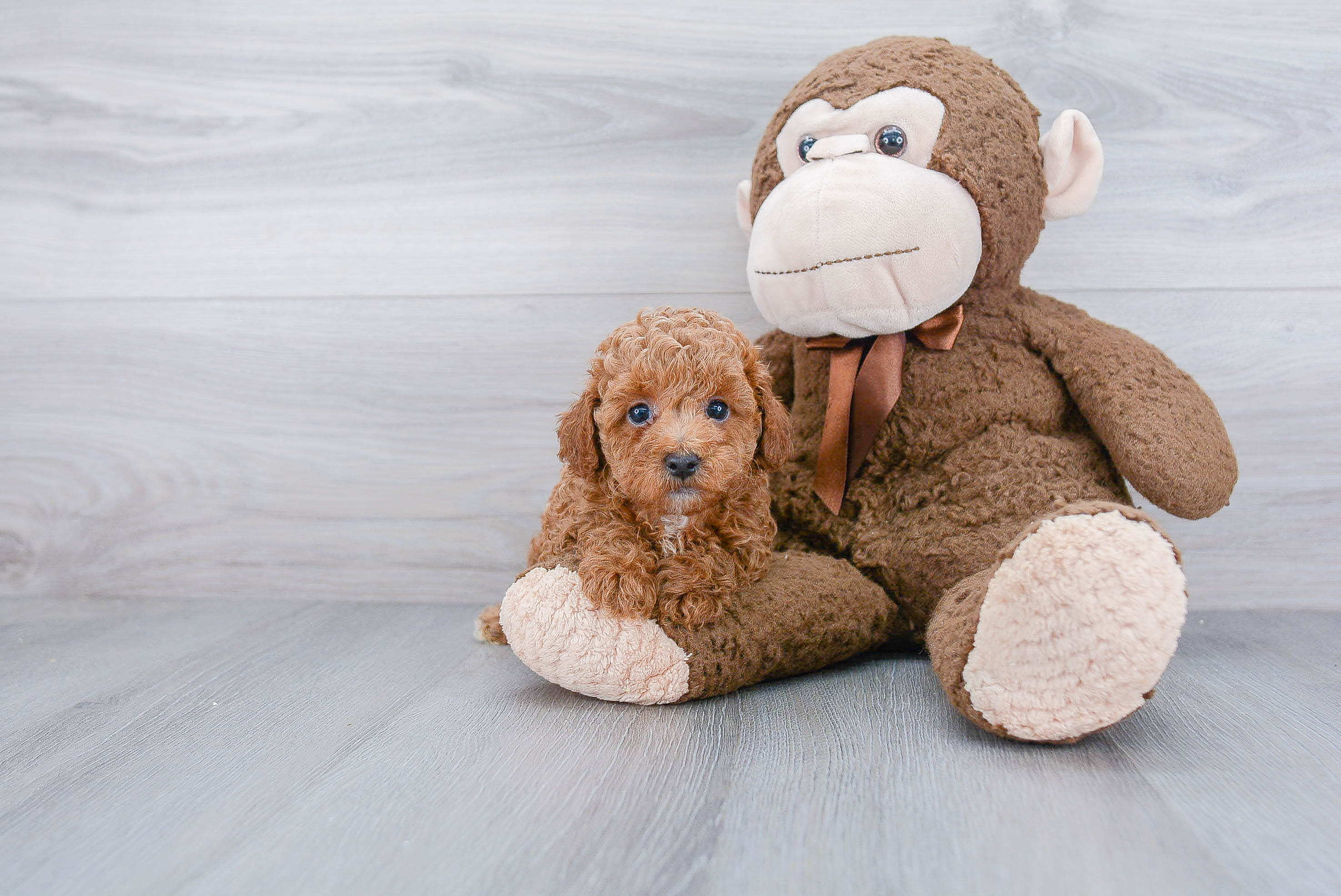 Energetic Pudle Purebred Puppy