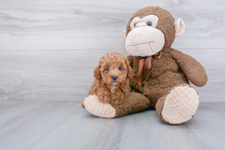 Energetic Pudle Purebred Puppy