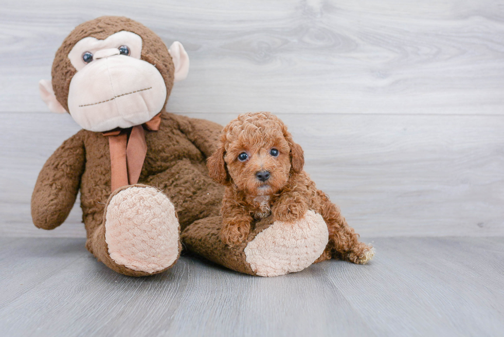 Poodle Pup Being Cute