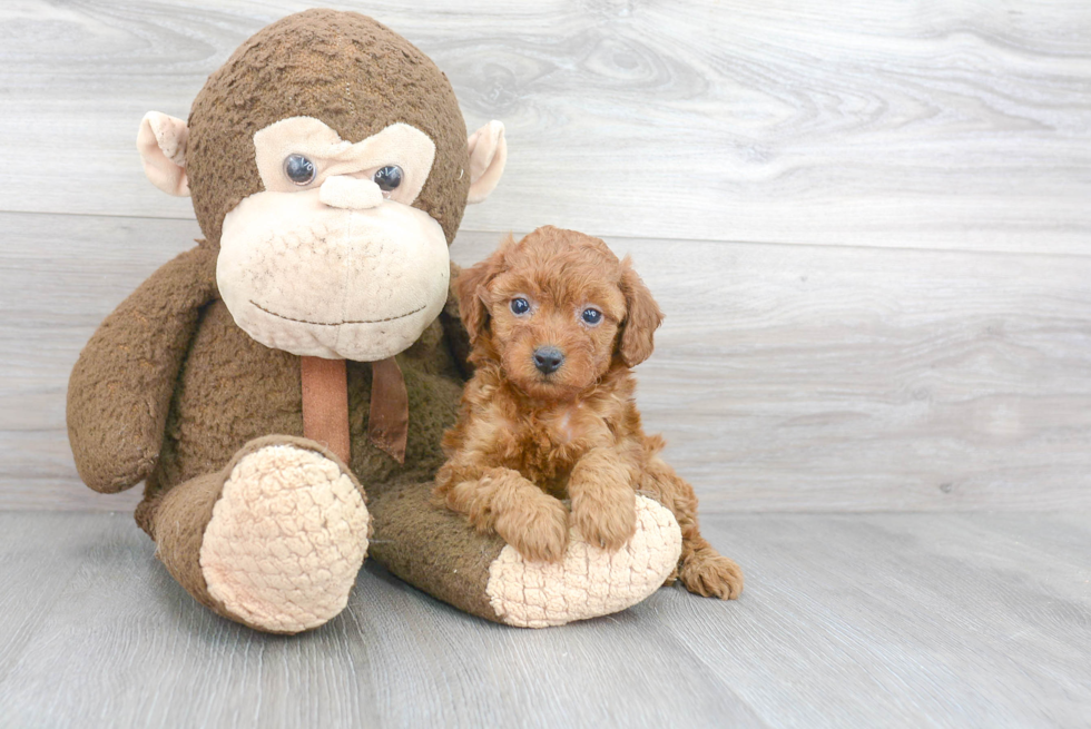 Best Poodle Baby