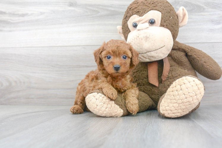 Best Poodle Baby