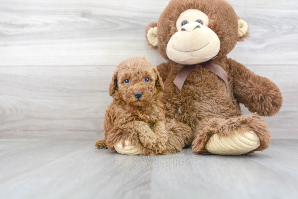 Poodle Puppy for Adoption