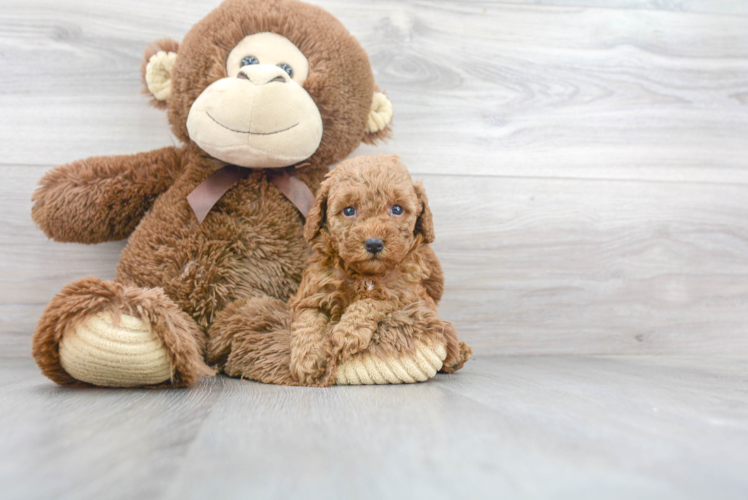 Cute Pudle Purebred Puppy