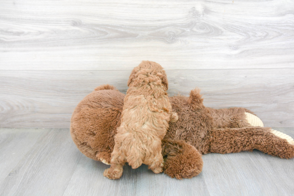 Poodle Pup Being Cute