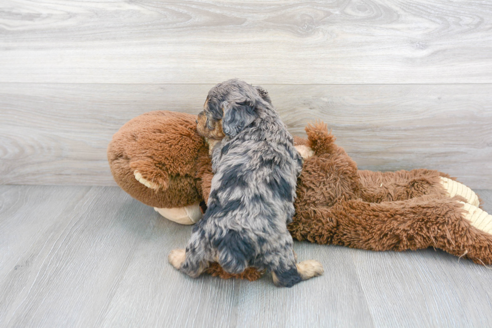 Hypoallergenic Poodle Purebred Pup