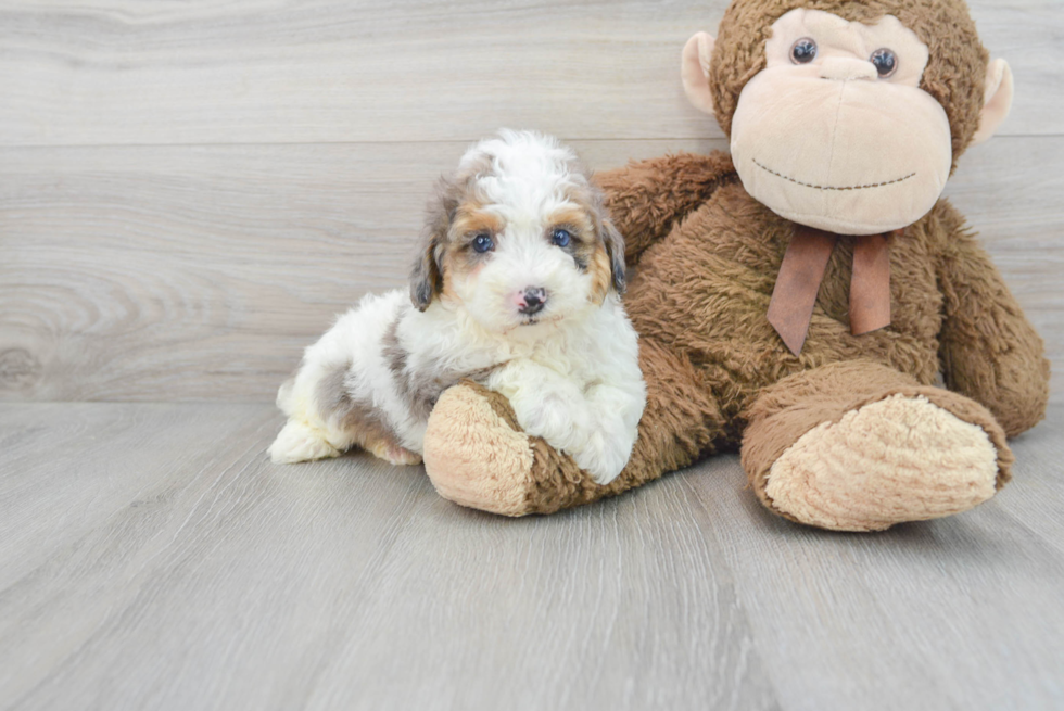 Small Poodle Purebred Pup