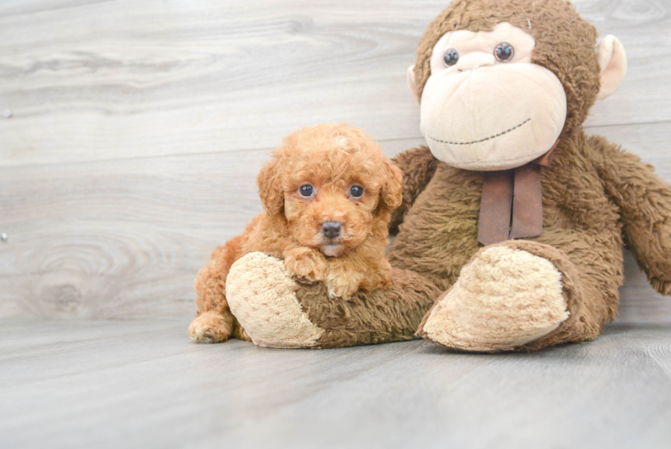 Playful Poodle Purebred Pup