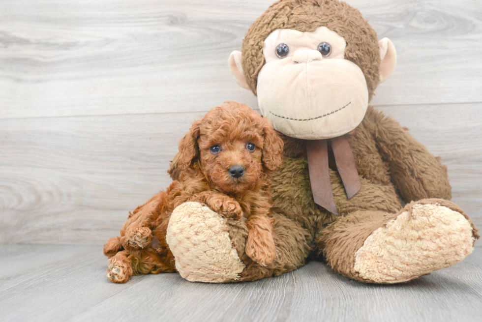 Playful Poodle Purebred Pup