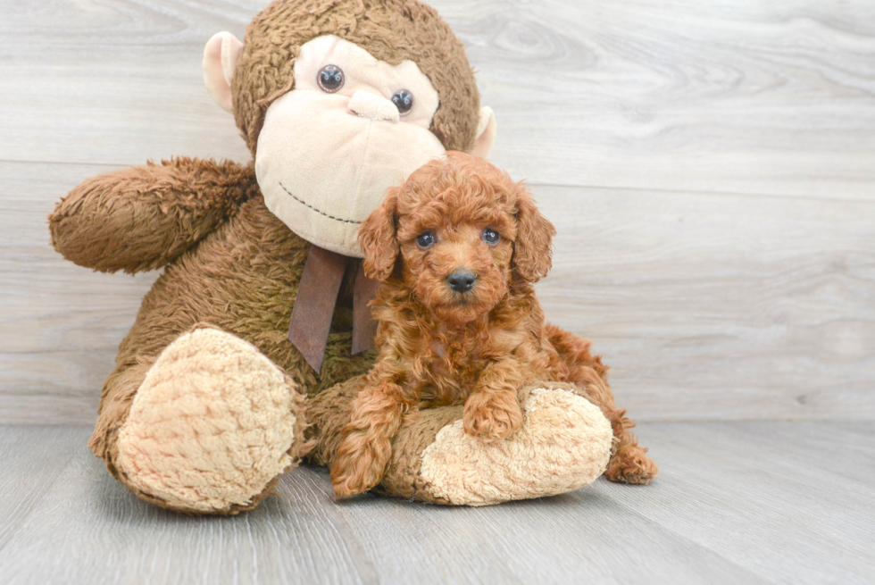 Popular Poodle Purebred Pup