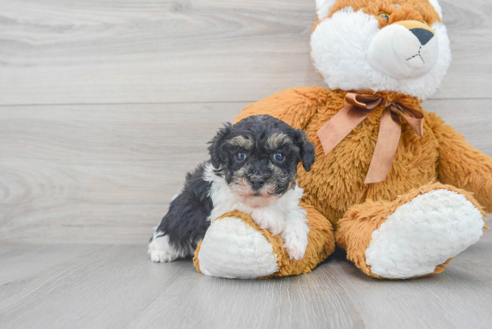 Poodle Pup Being Cute