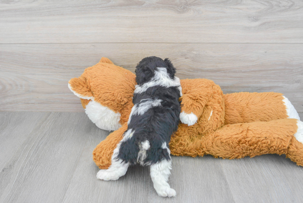 Poodle Pup Being Cute