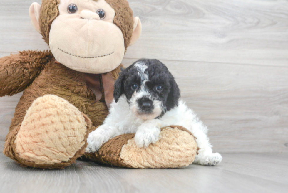 Poodle Pup Being Cute