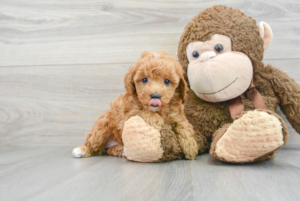 Poodle Pup Being Cute