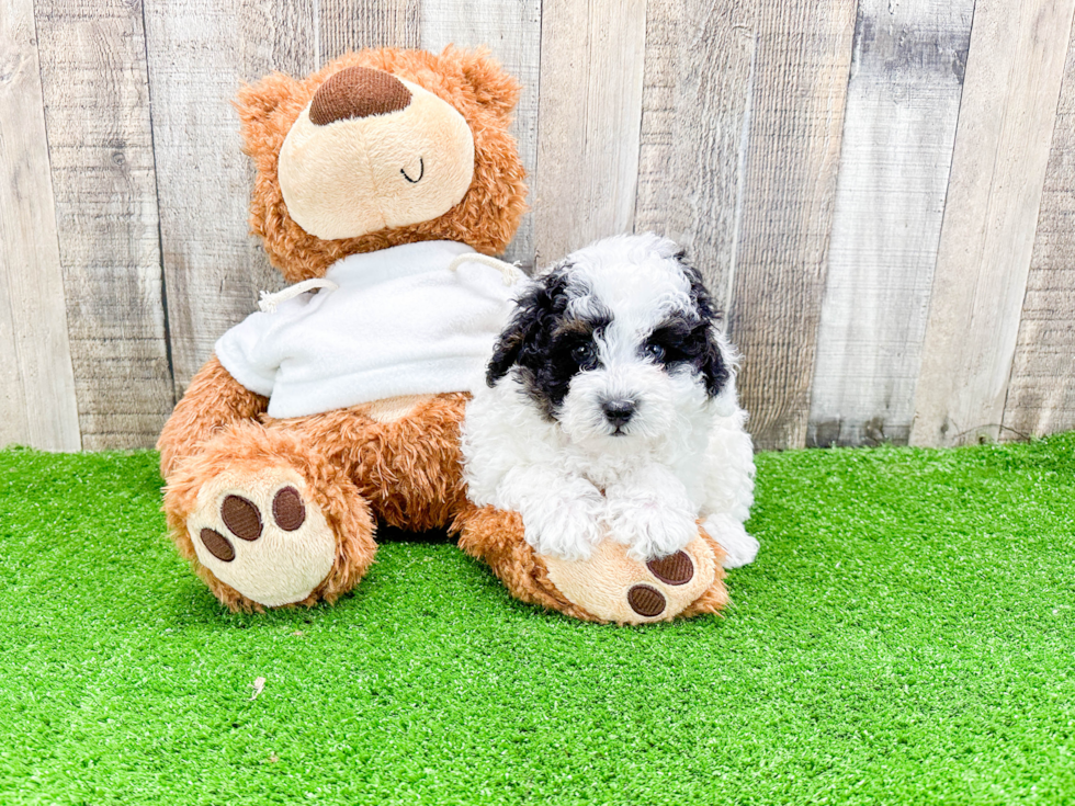 Poodle Pup Being Cute