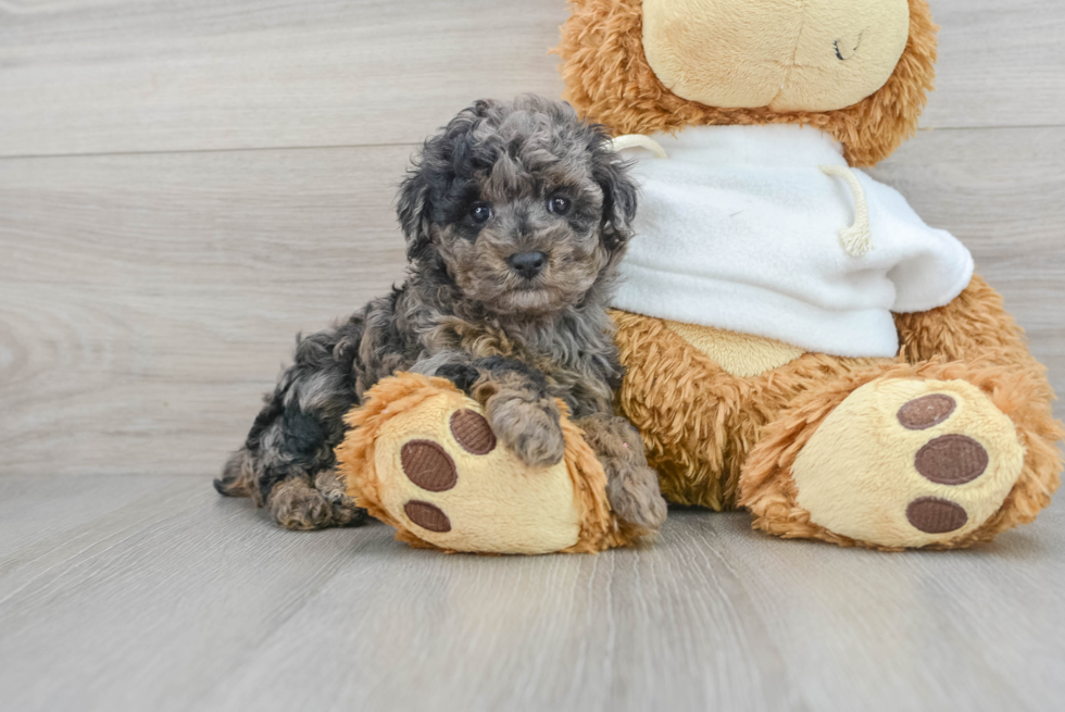 Poodle Pup Being Cute