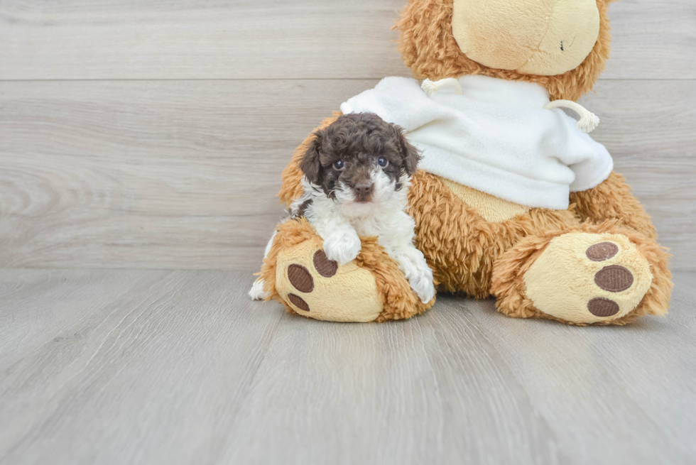 Funny Poodle Purebred Pup