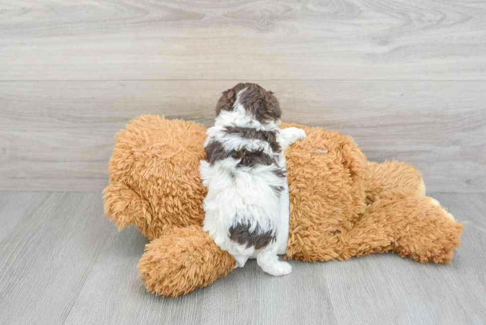 Fluffy Pudle Purebred Puppy