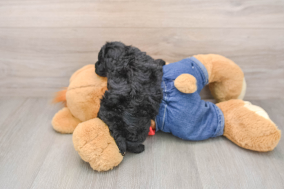 Poodle Puppy for Adoption