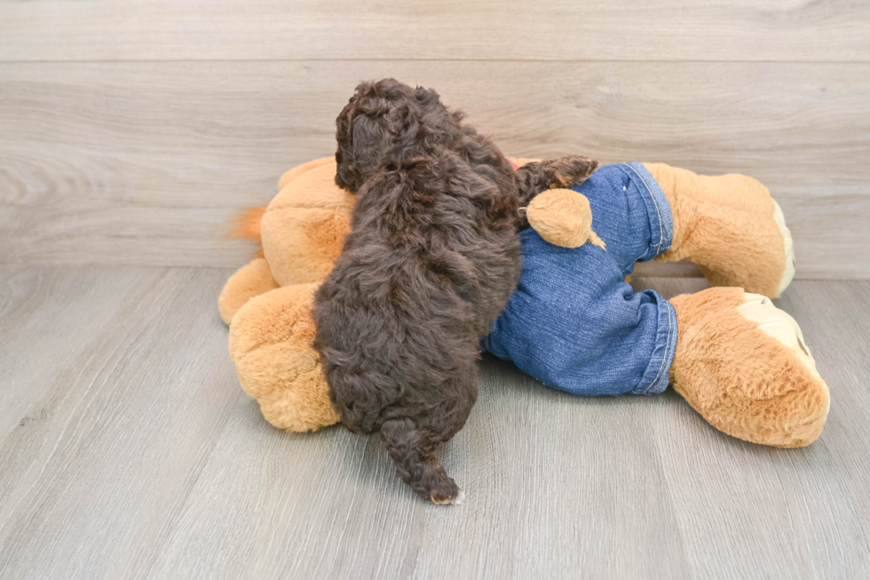 Funny Poodle Baby