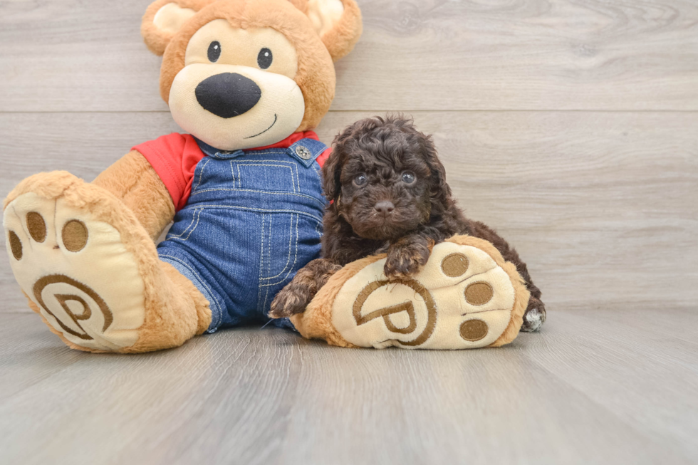 Poodle Pup Being Cute