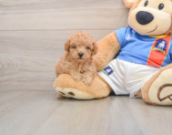 9 week old Poodle Puppy For Sale - Premier Pups