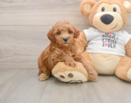 8 week old Poodle Puppy For Sale - Premier Pups