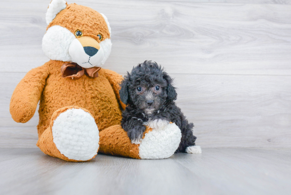 Fluffy Pudle Purebred Puppy