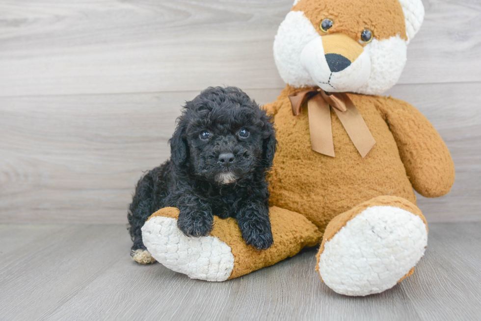 Poodle Puppy for Adoption