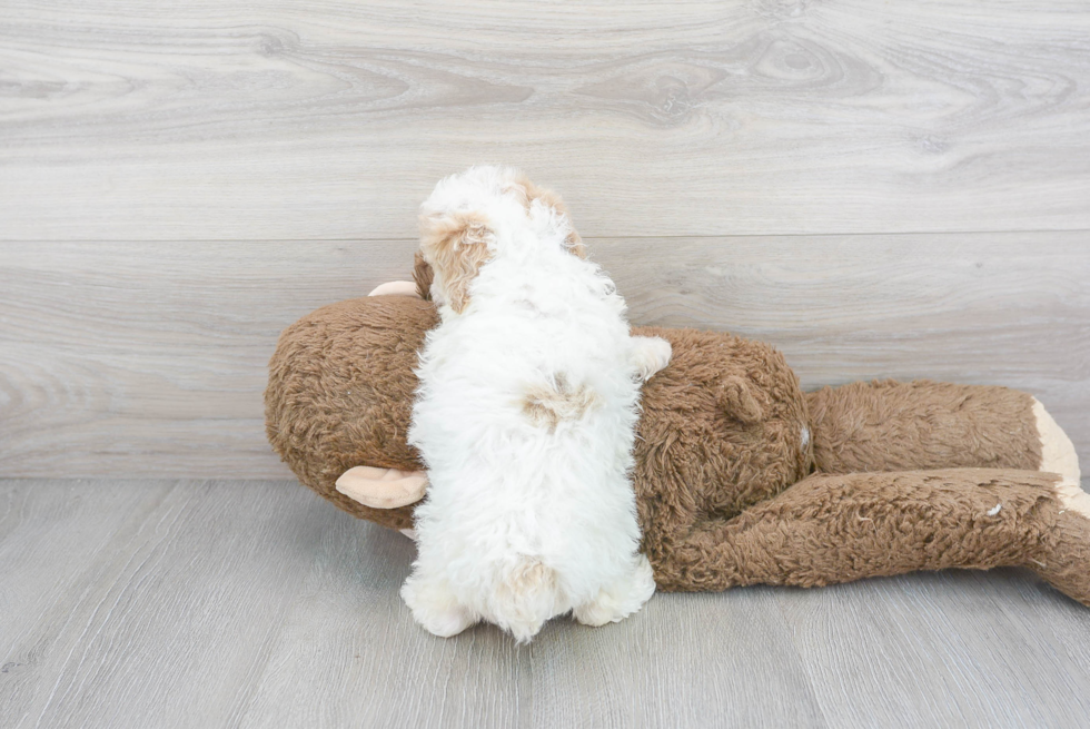 Poodle Pup Being Cute