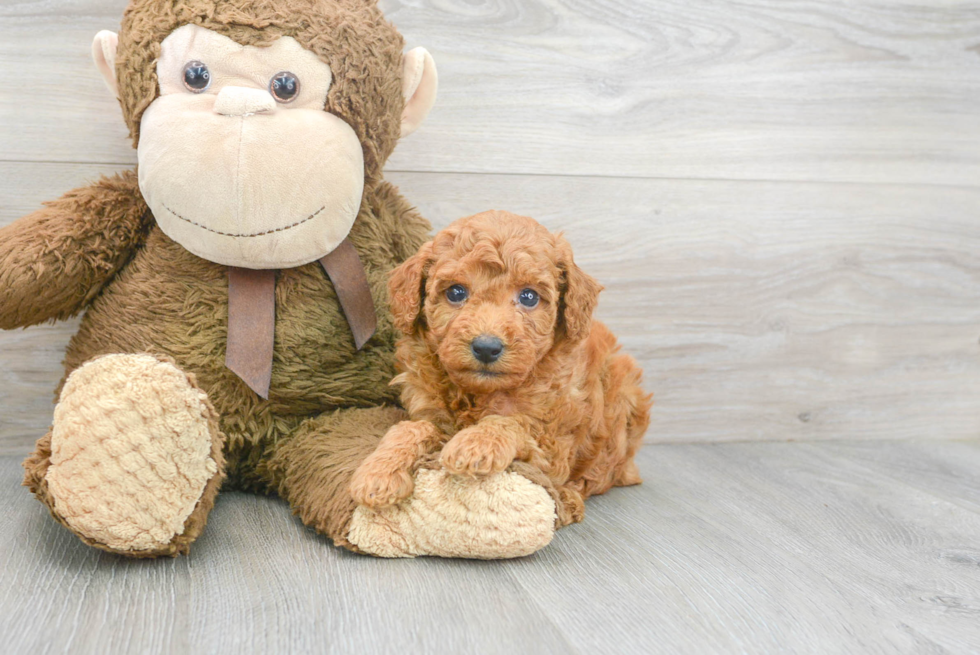 Akc Registered Poodle Purebred Pup