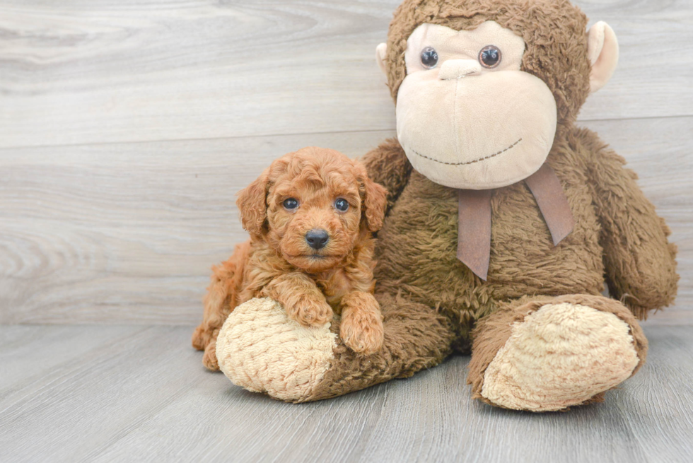 Poodle Pup Being Cute