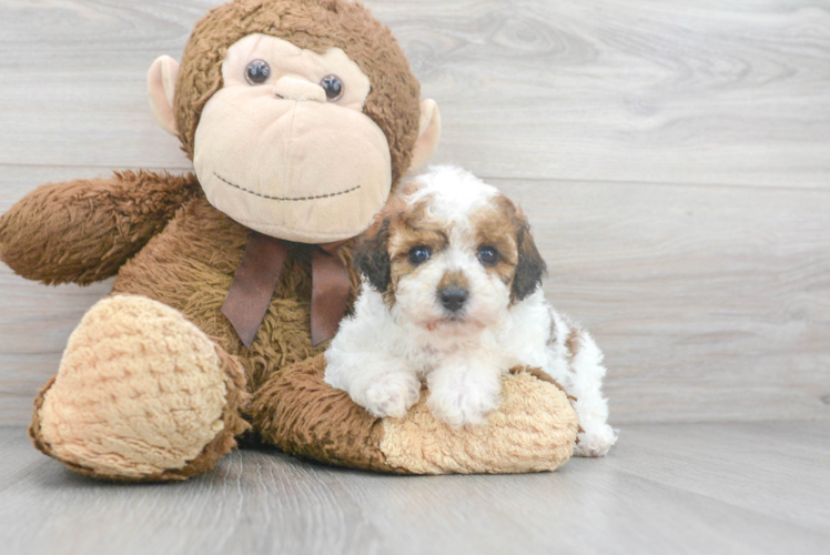 Friendly Poodle Purebred Pup