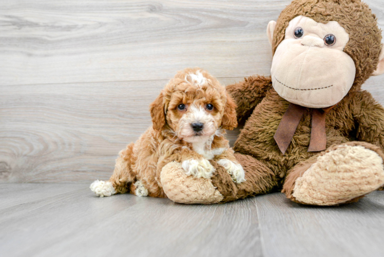 Popular Poodle Purebred Pup