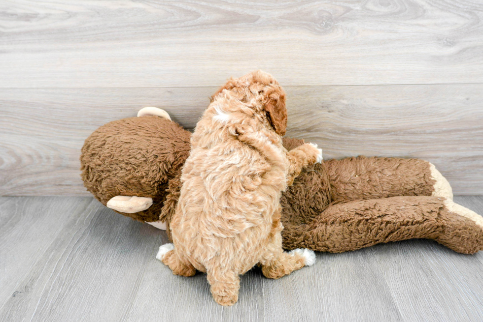 Poodle Pup Being Cute