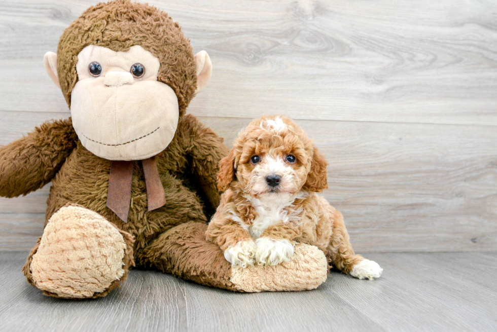 Popular Poodle Purebred Pup
